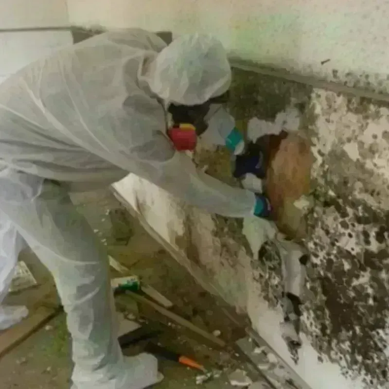 Mold Remediation and Removal in Princeville, NC